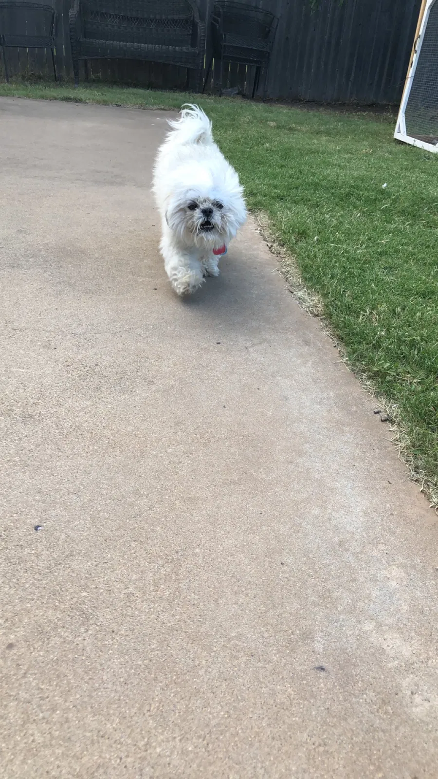 Lost dog in Amarillo, TX, 79103