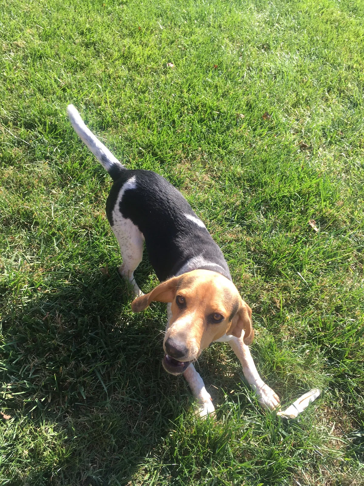 Lost dog in Denton, NC, 27239