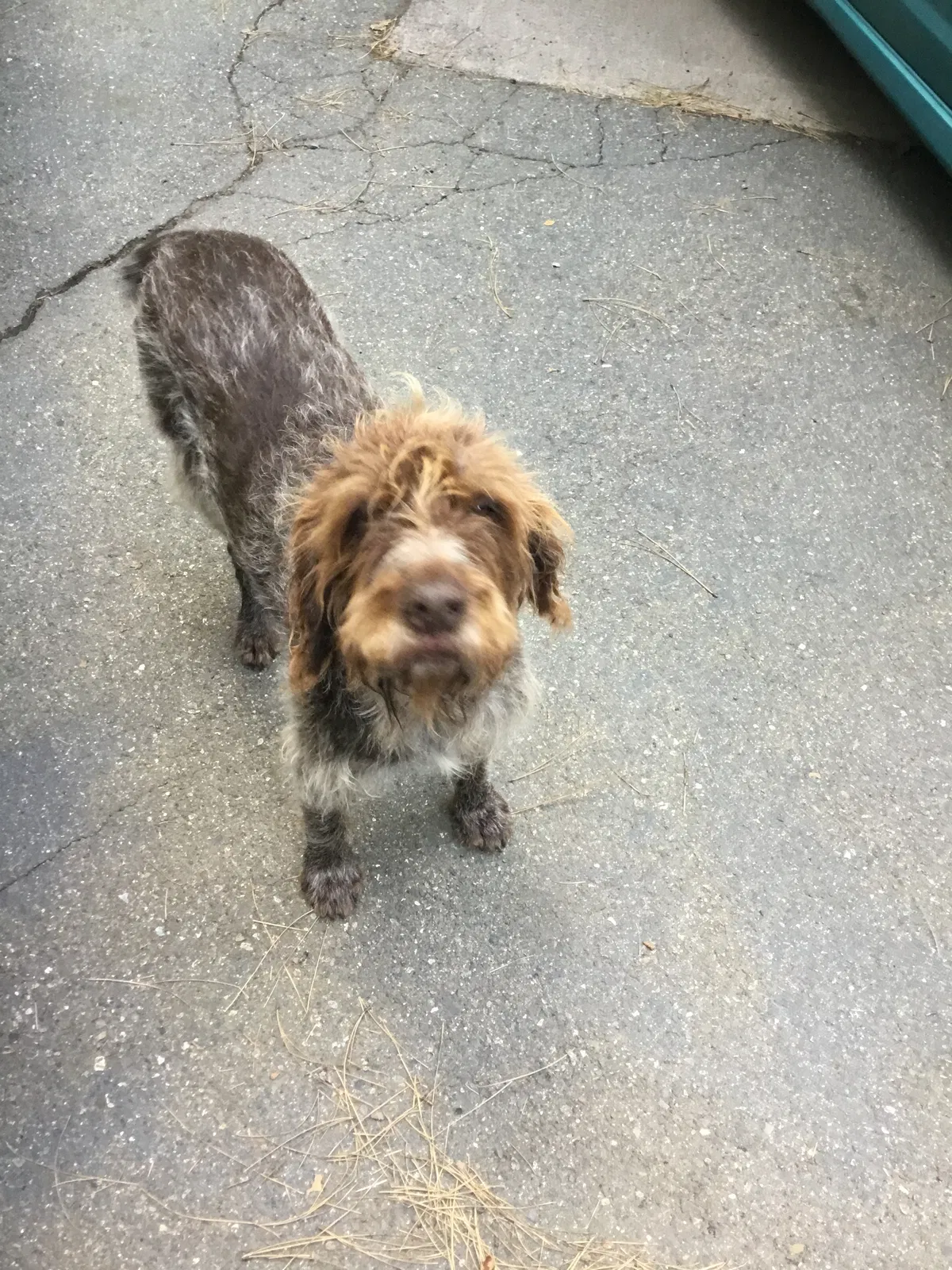 Lost dog in Acampo, CA, 95220