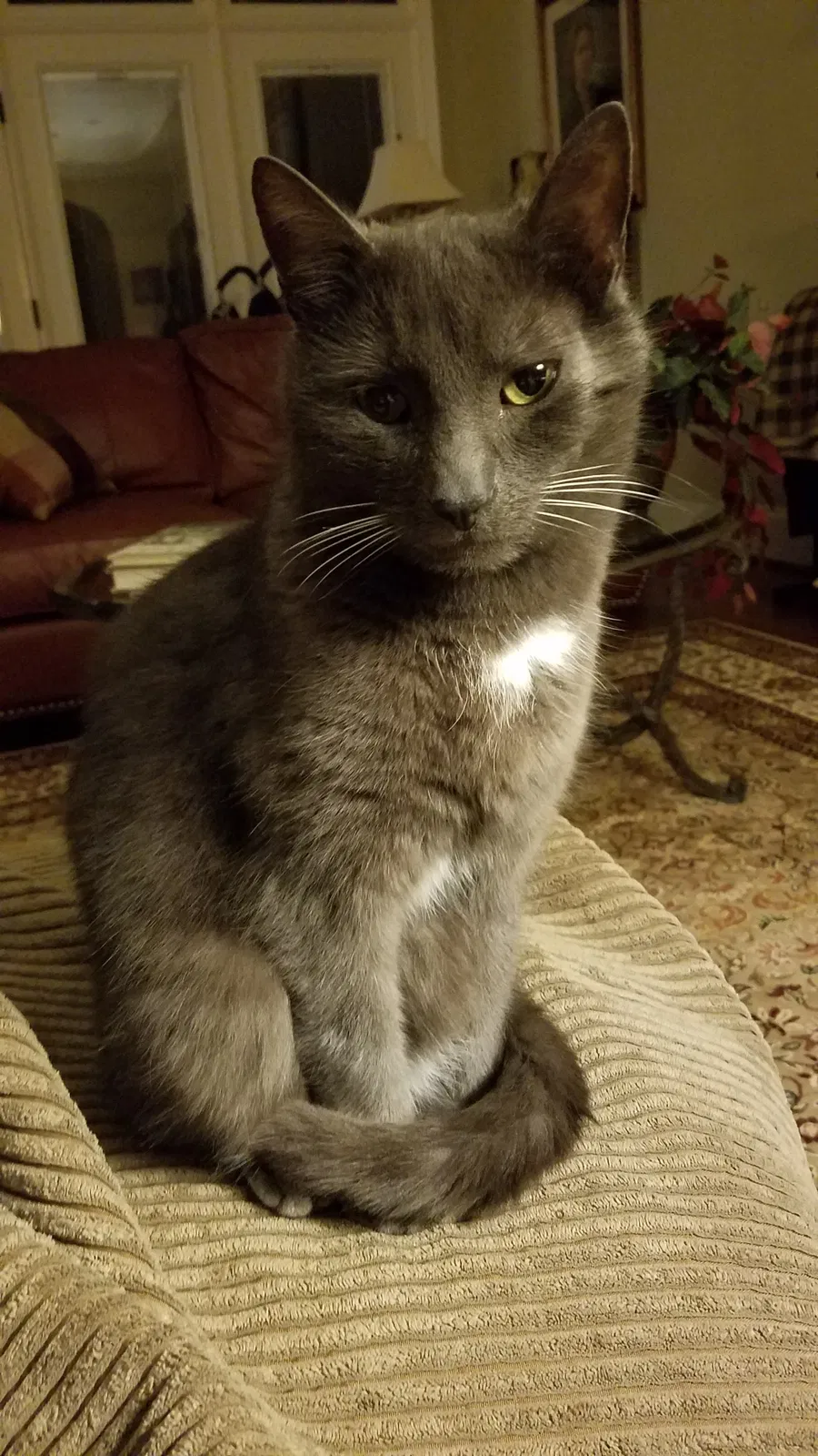 Lost cat in Chapin, SC, 29036