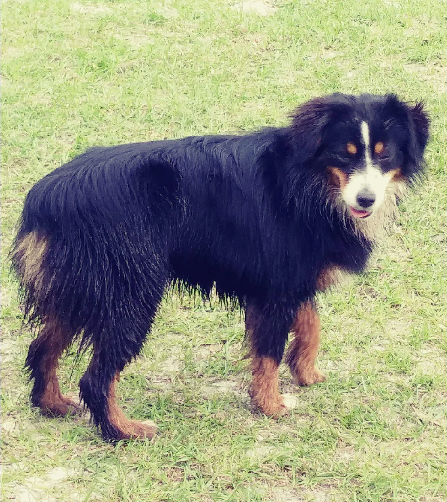Lost dog in Haines City, FL, 33844