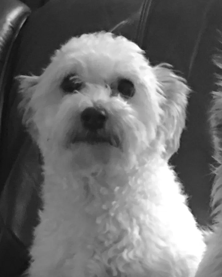 Lost dog in Round Rock, TX, 78665