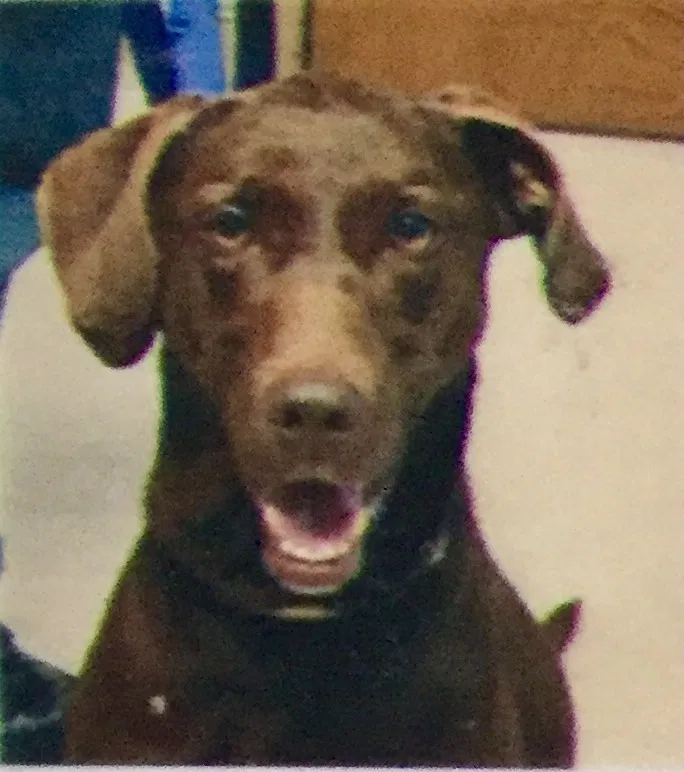 Lost dog in Soddy Daisy, TN, 37379