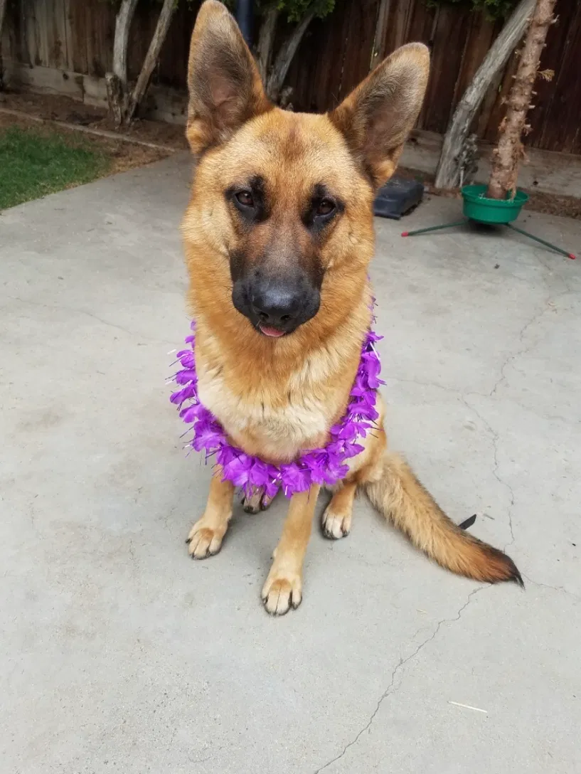Lost dog in Visalia, CA, 93277