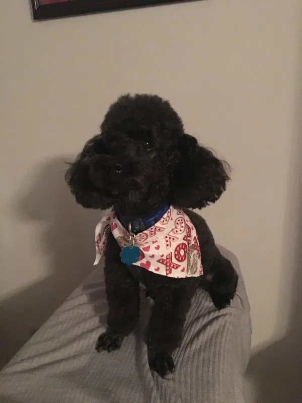 Lost dog in Unknown, FL, 327992
