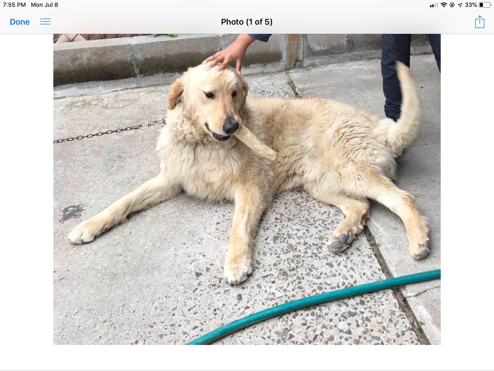 Lost dog in Ozone Park, NY, 11416