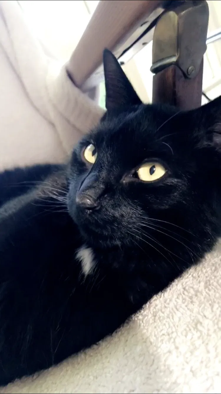 Lost cat in New Canaan, CT, 6840