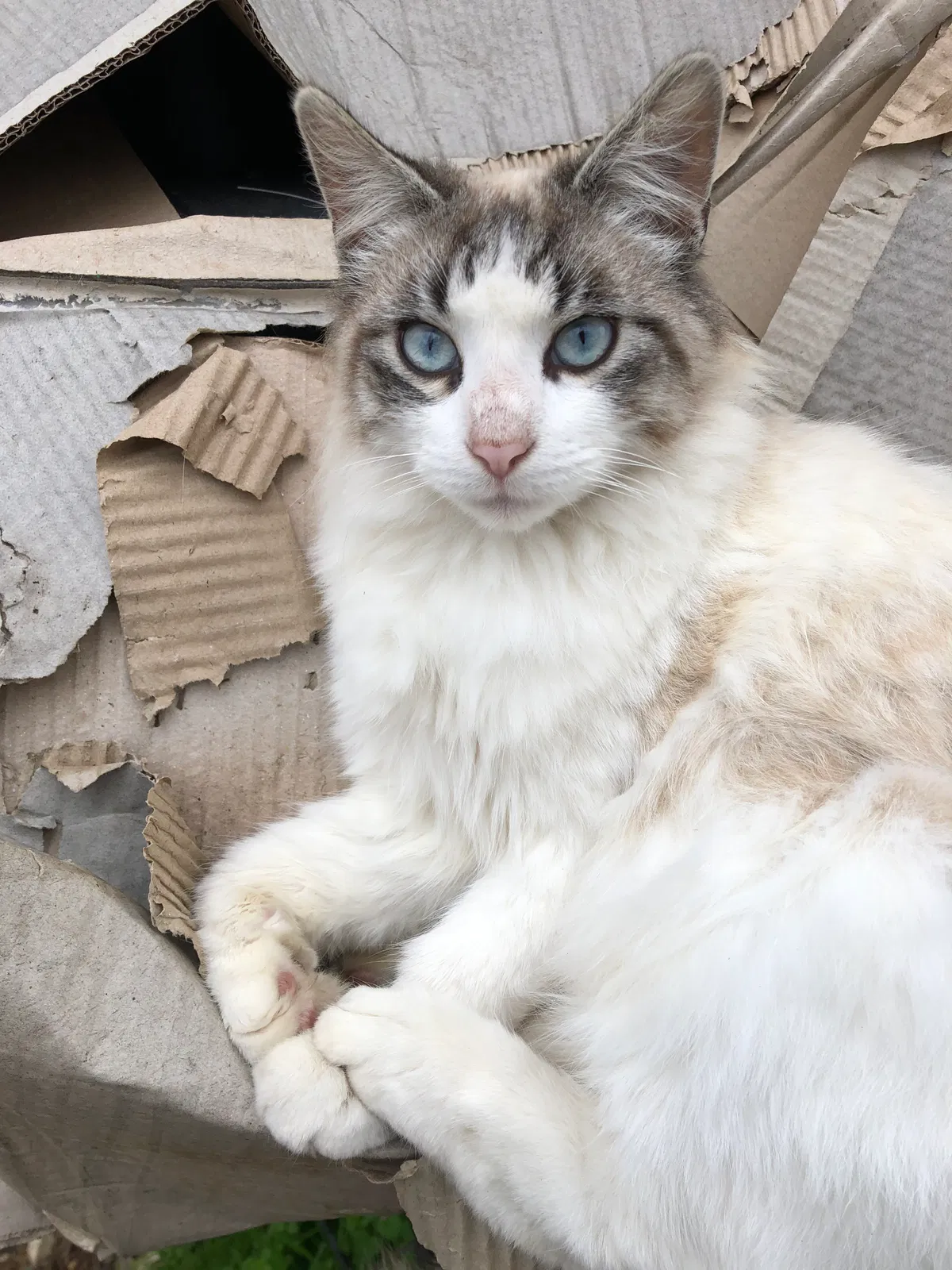 Lost cat in Belton, TX, 76513