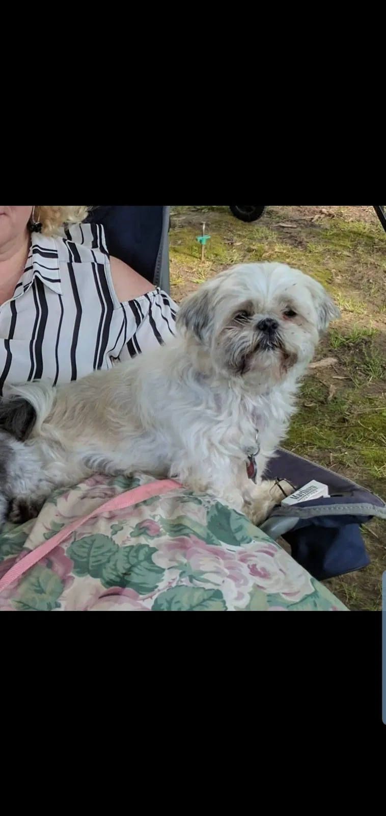 Lost dog in Lowell, IN, 46356