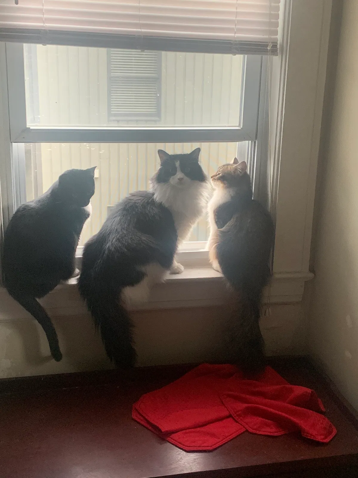 Lost cat in Roanoke, VA, 24016