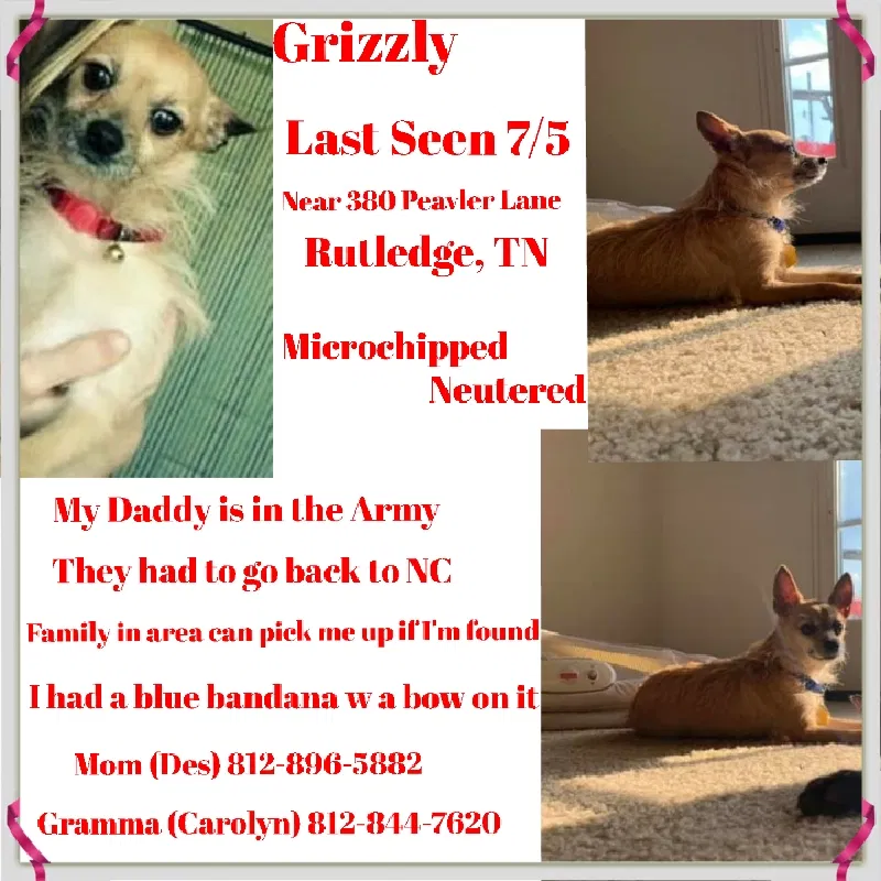 Lost dog in Rutledge, TN, 37861