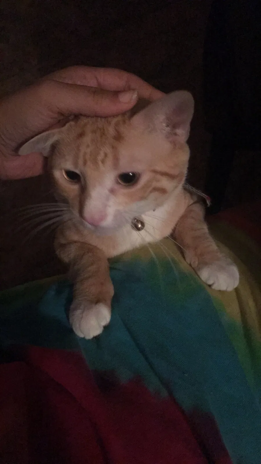 Lost cat in Punta Gorda, FL, 33950