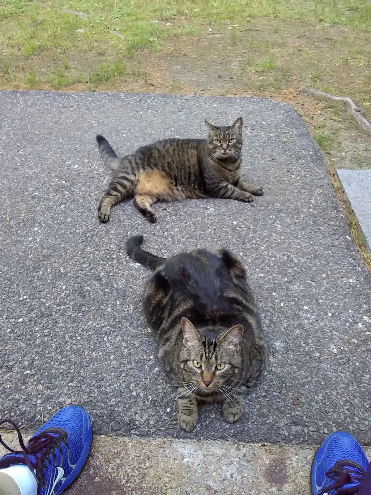 Lost cat in Millis, MA, 2054
