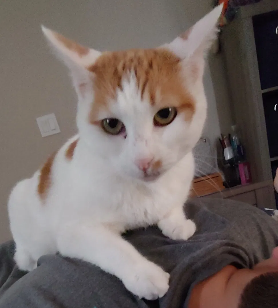 Lost cat in Tucson, AZ, 85710