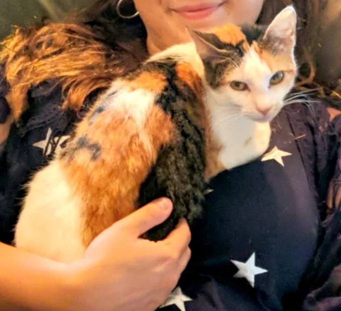 Lost cat in Clive, IA, 50325