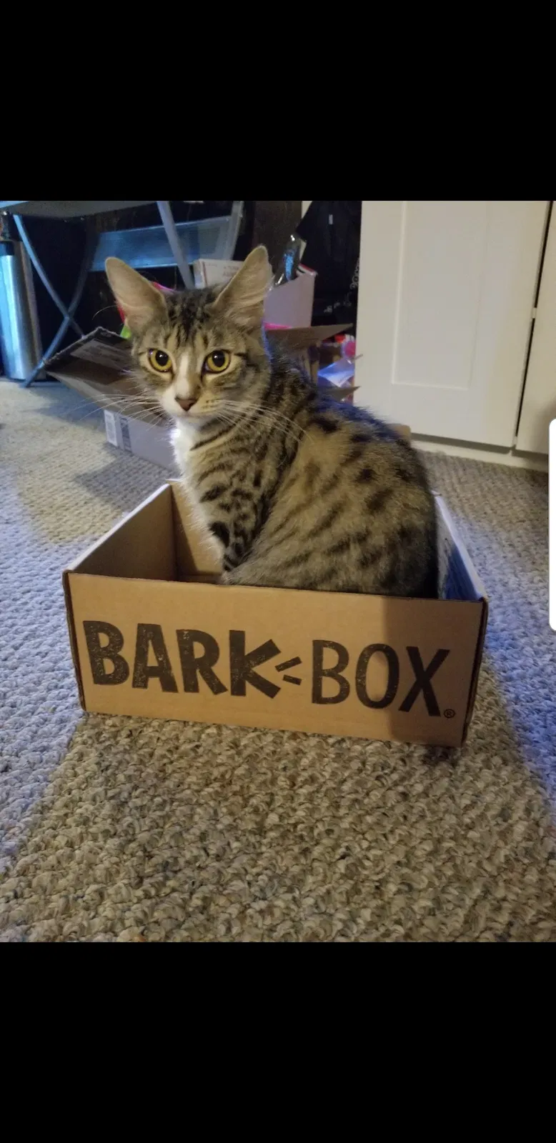 Lost cat in Gresham, OR, 97080