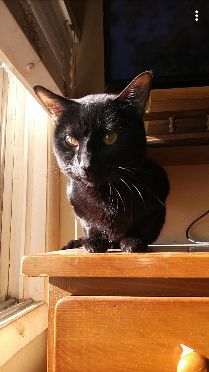 Lost cat in Montgomery, IL, 60538