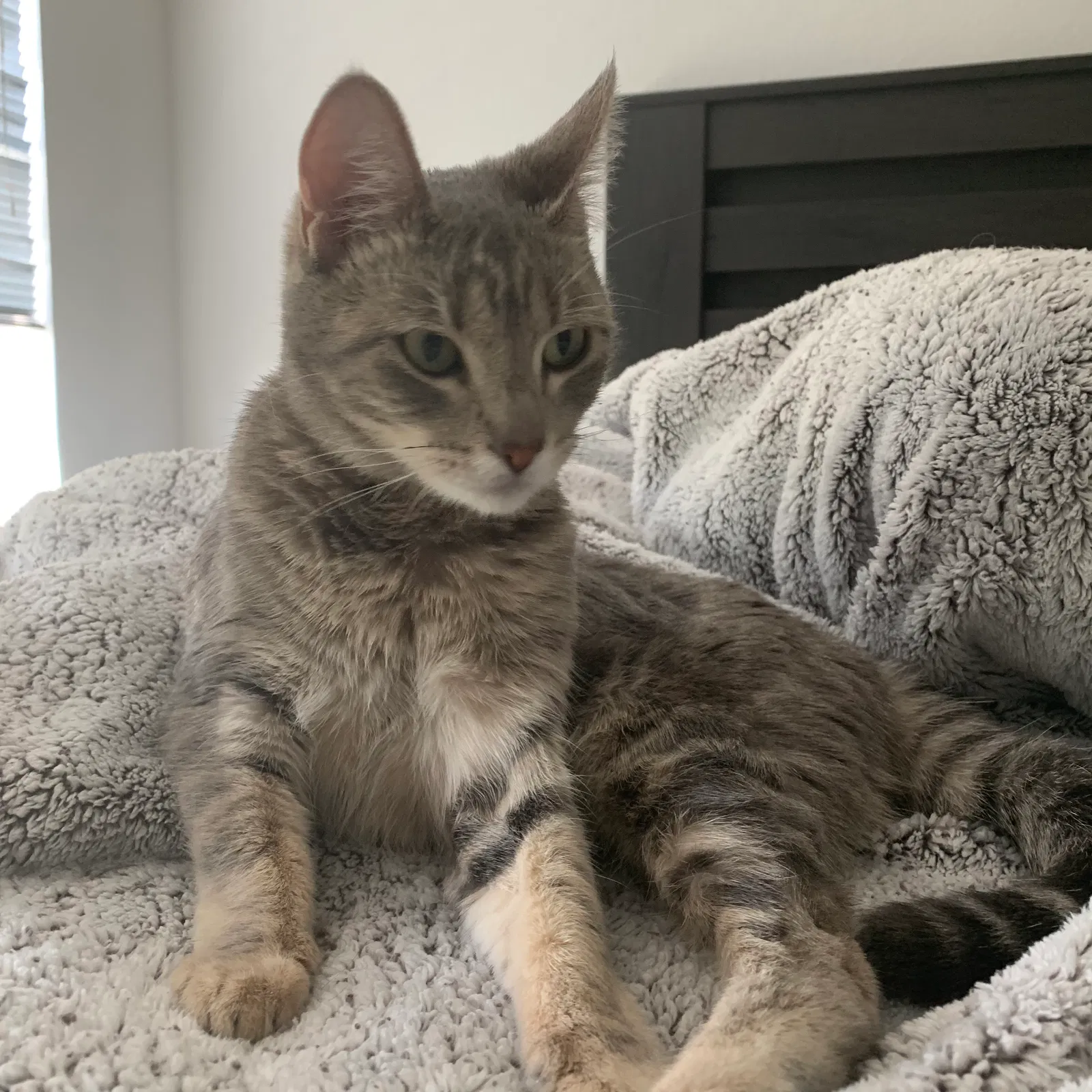 Lost cat in Hillsboro, OR, 97124