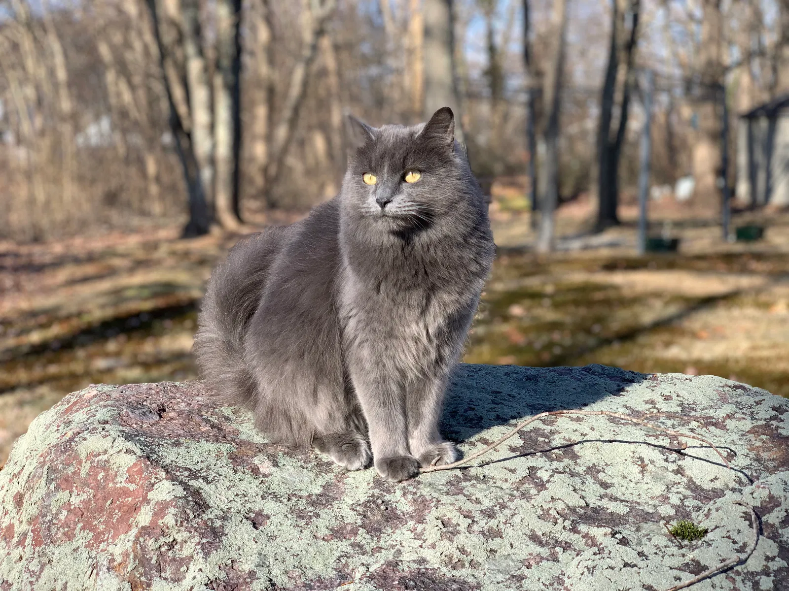 Lost cat in North Attleboro, MA, 2760