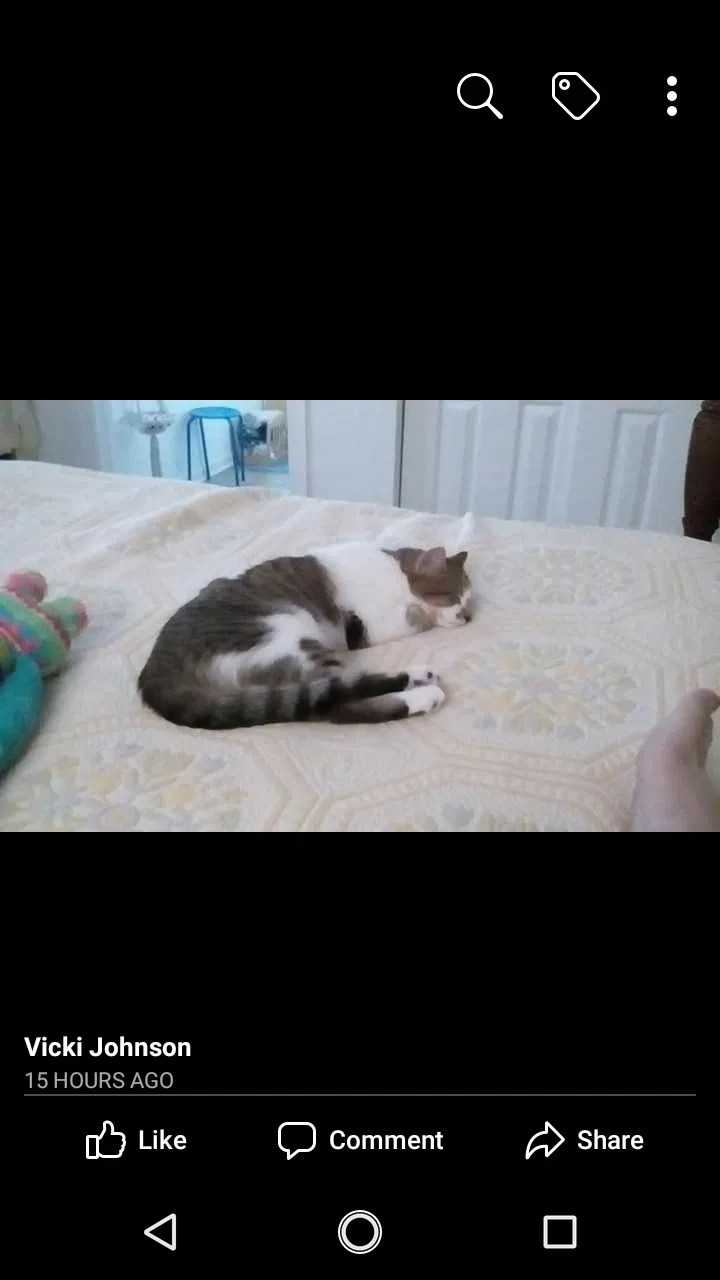 Lost cat in Eden, GA, 31307