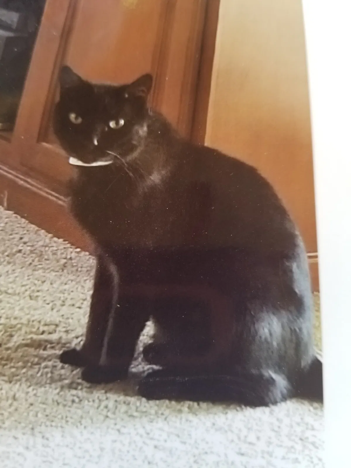 Lost cat in Dewey, AZ, 86327