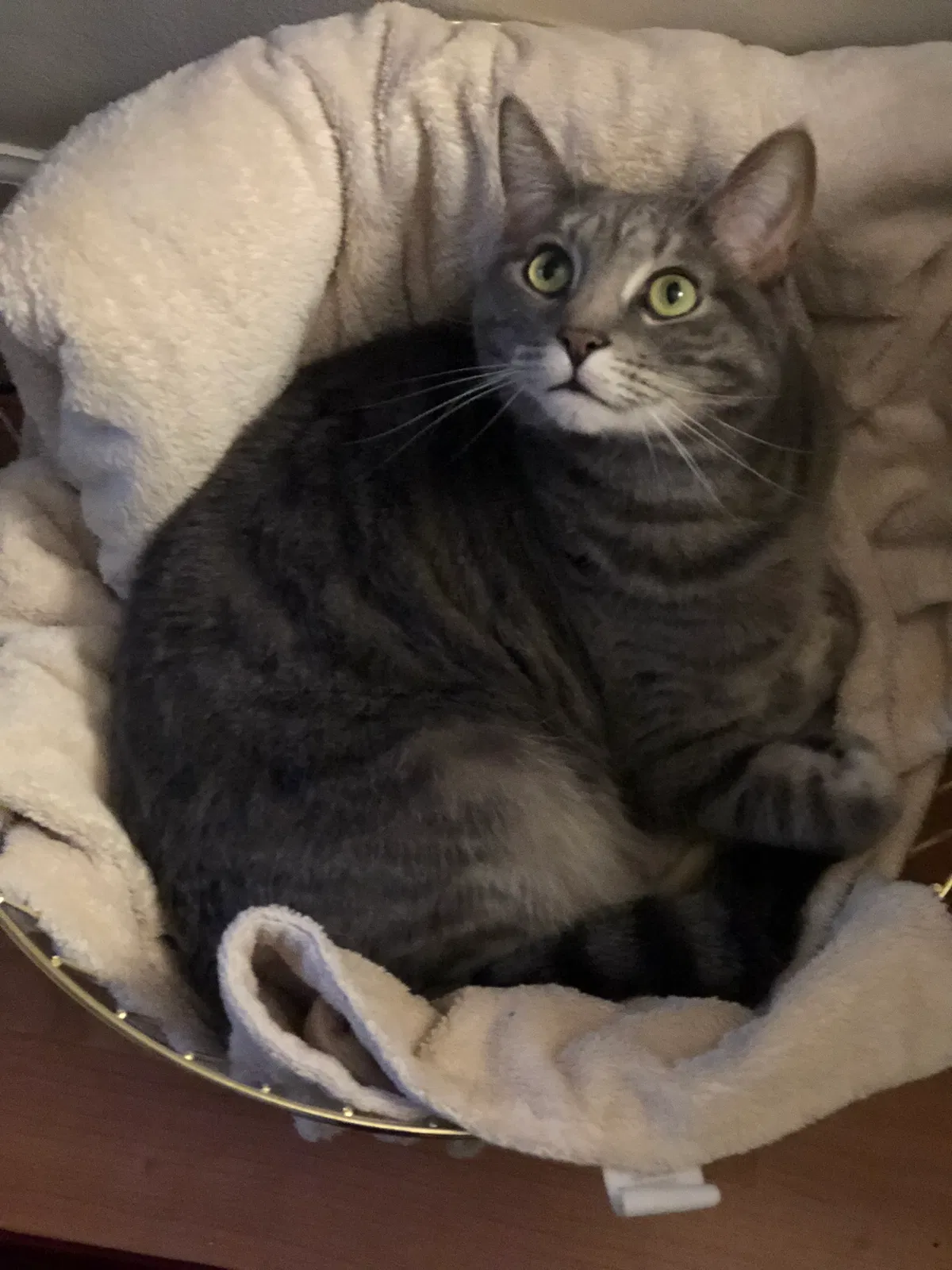 Lost cat in Ferndale, MI, 48220