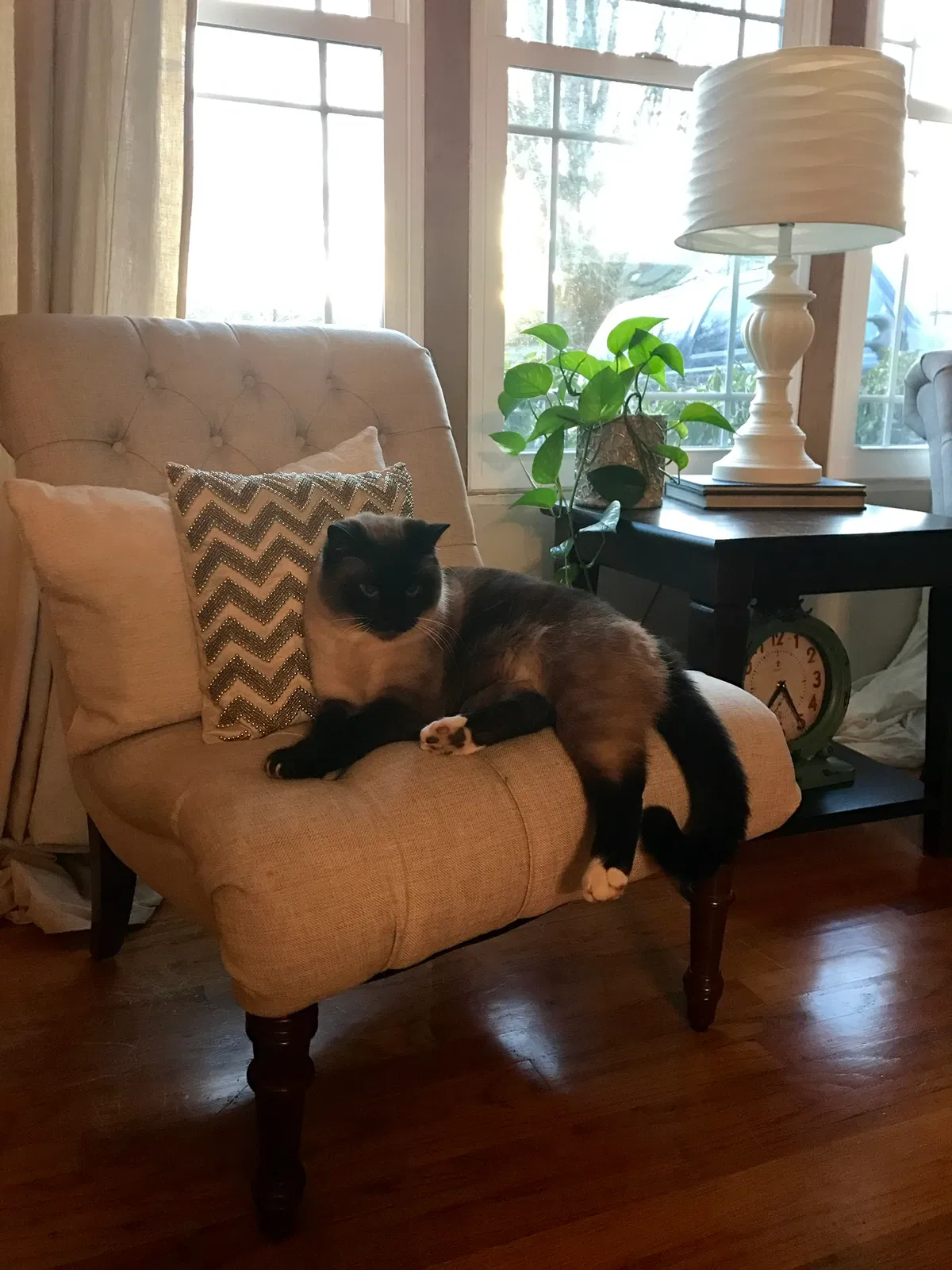 Lost cat in Portland, OR, 97236