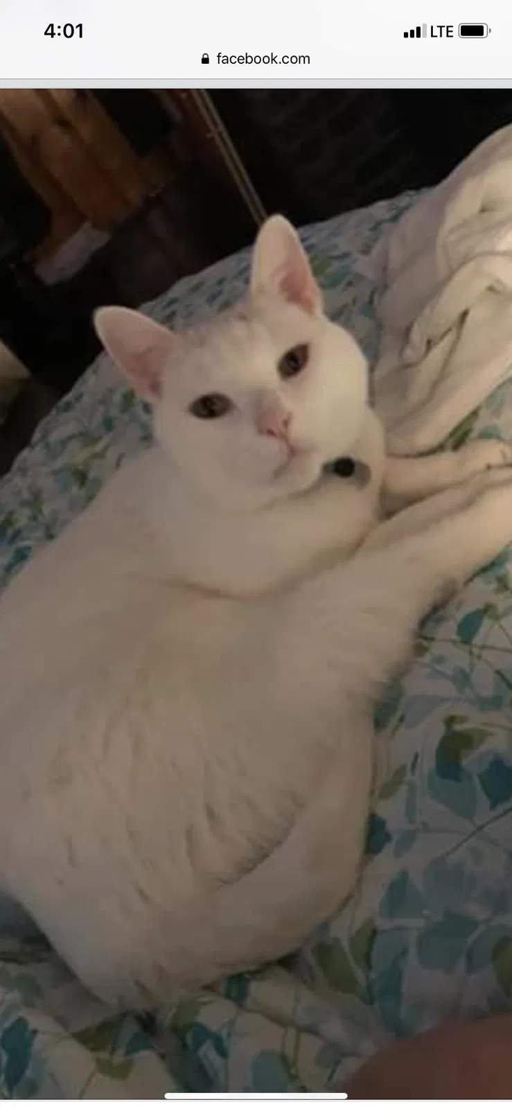 Lost cat in Delta, OH, 43515
