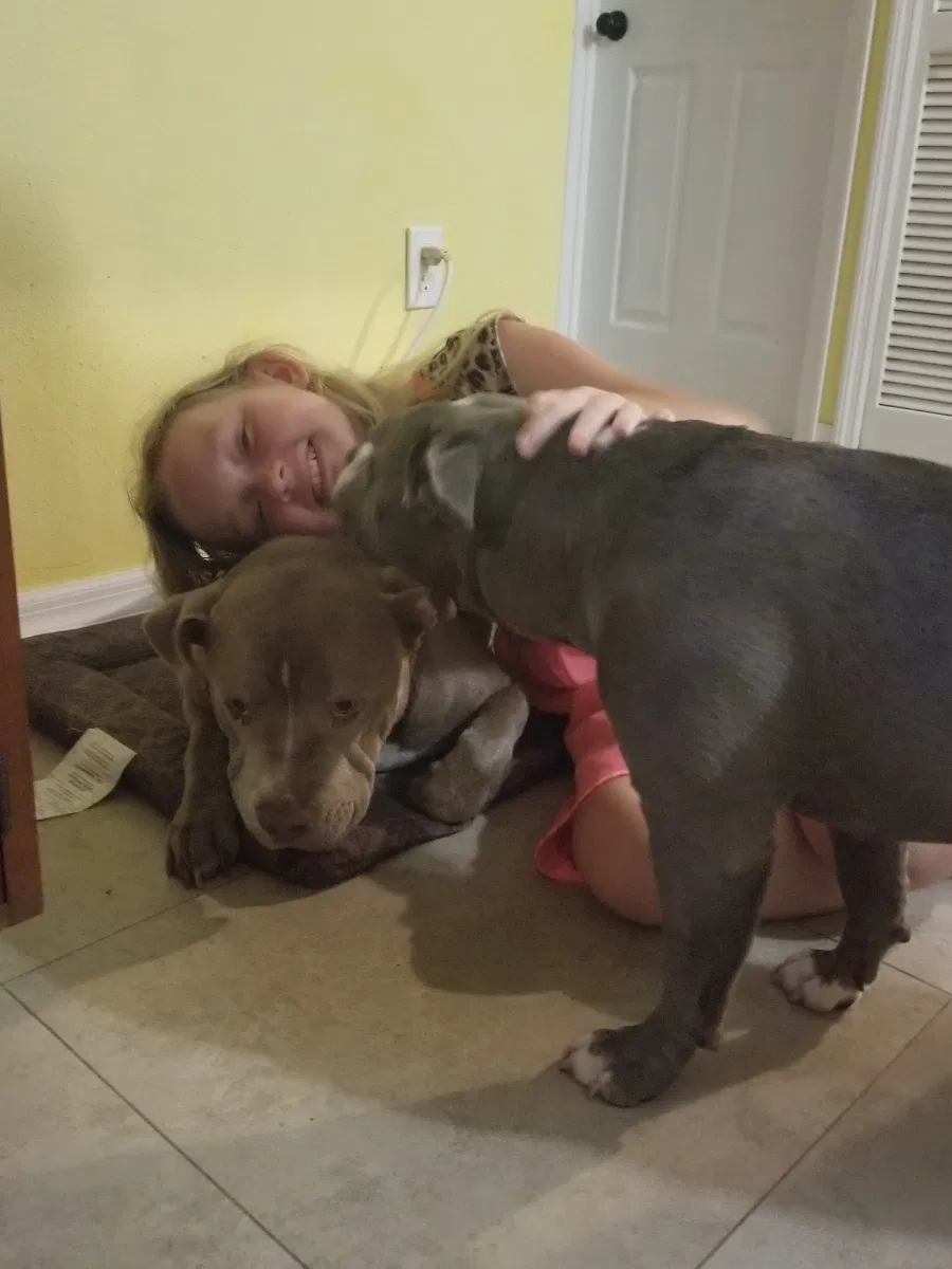 Lost dog in New Port Richey, FL, 34652