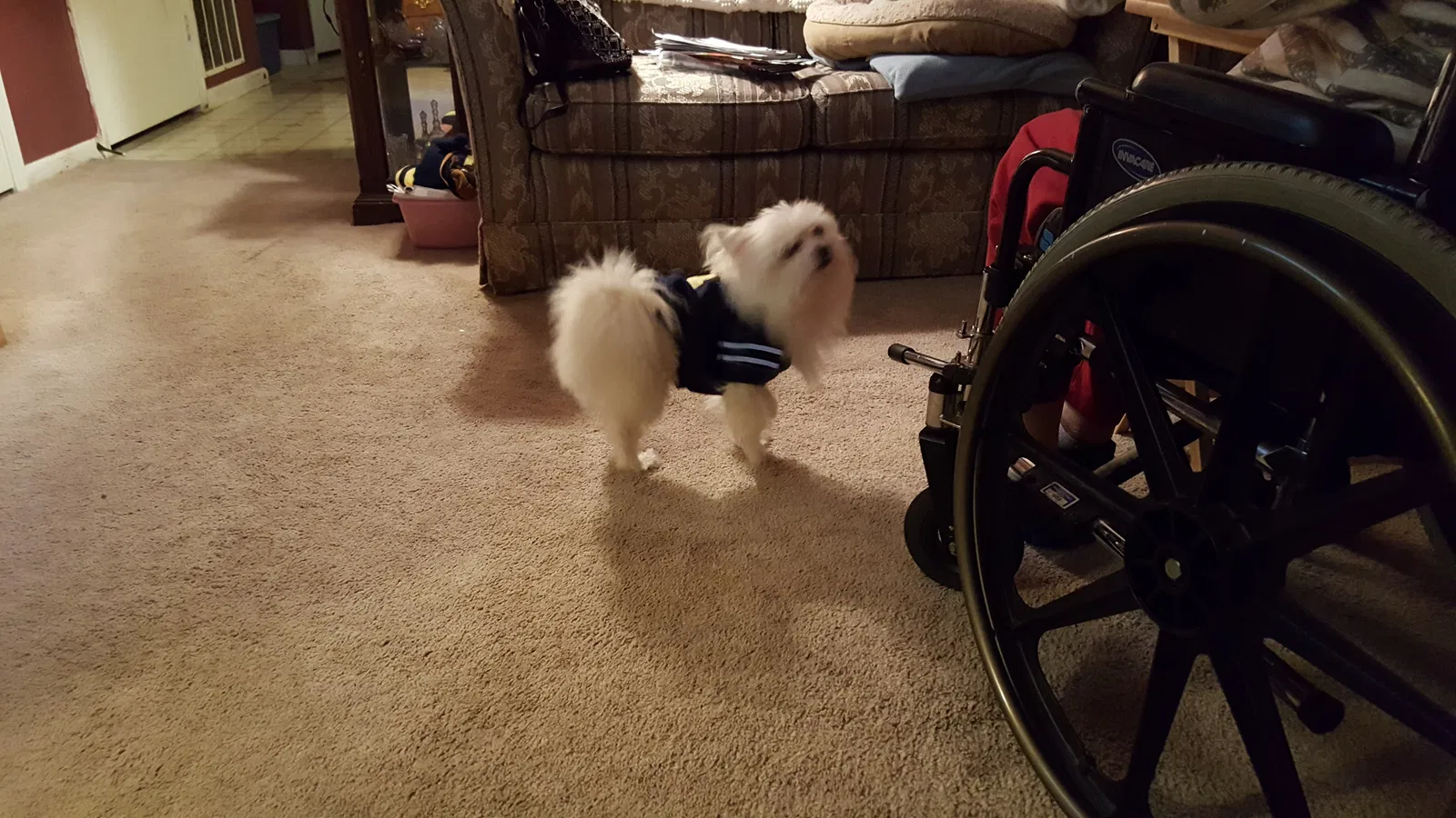 Lost dog in Battle Creek, MI, 49037