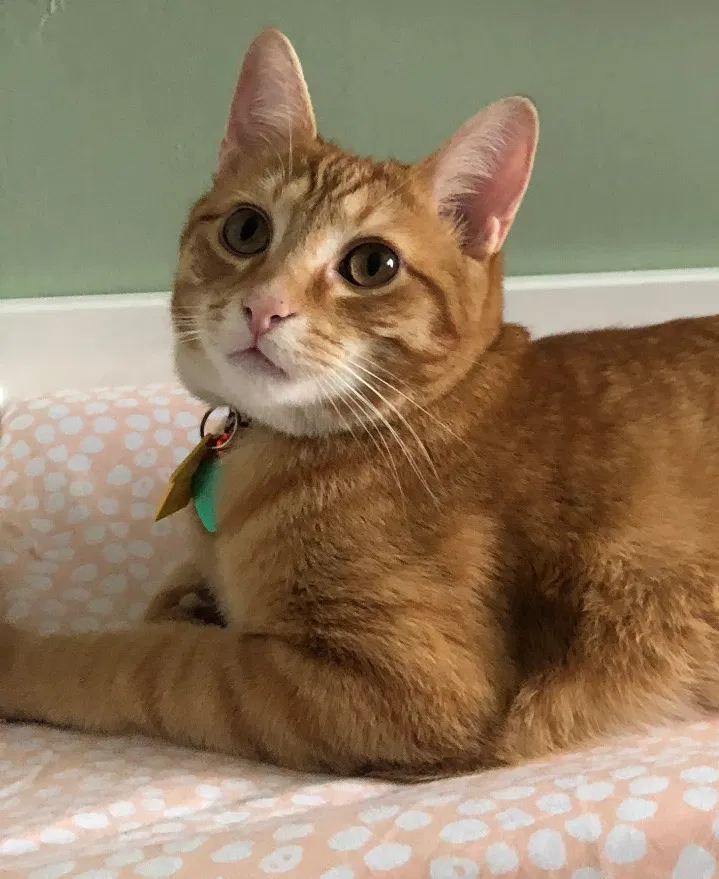 Lost cat in Oakland Gardens, NY, 11364