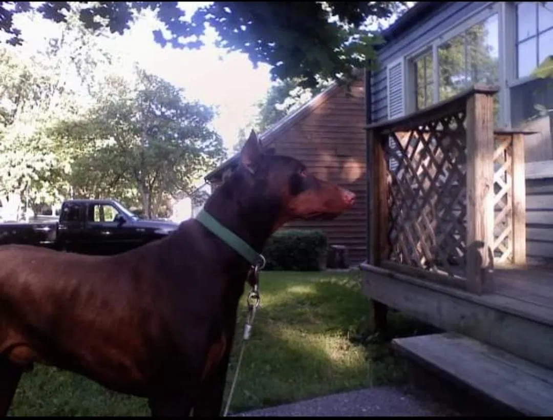 Lost dog in Independence, MO, 64055