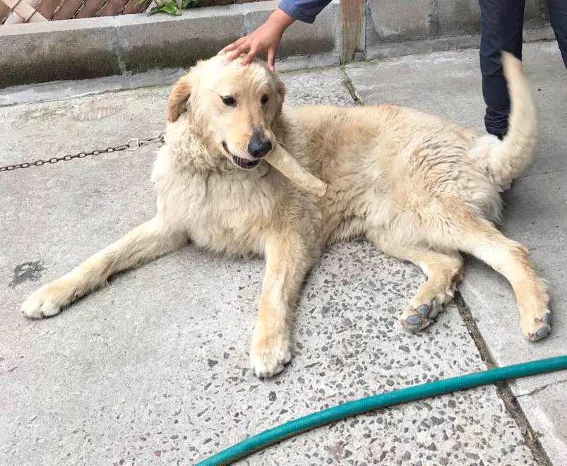 Lost dog in Ozone Park, NY, 11416