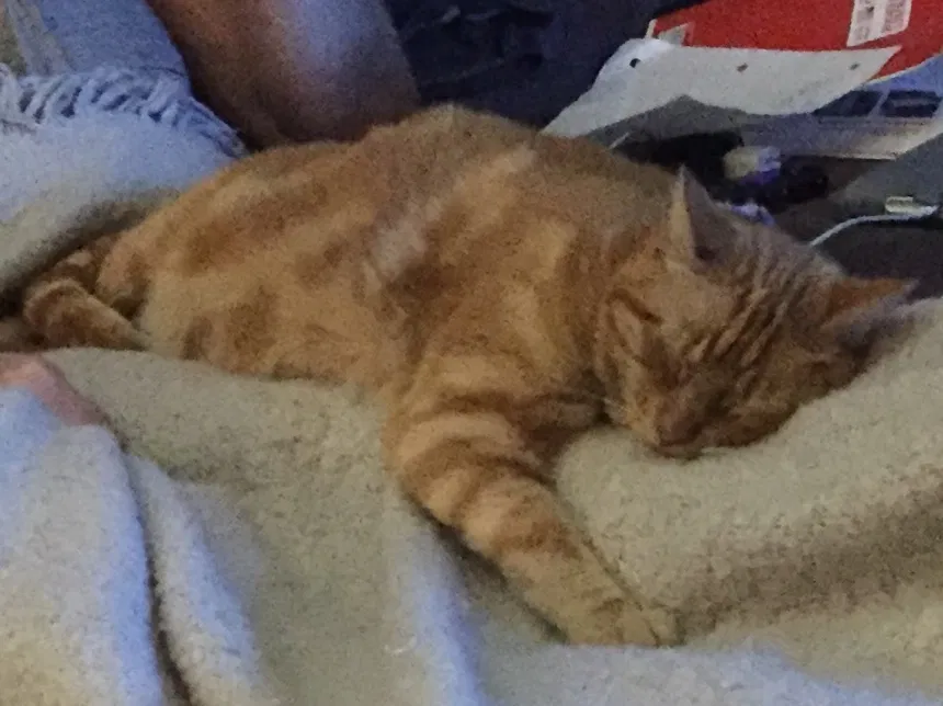 Lost cat in Pflugerville, TX, 78660