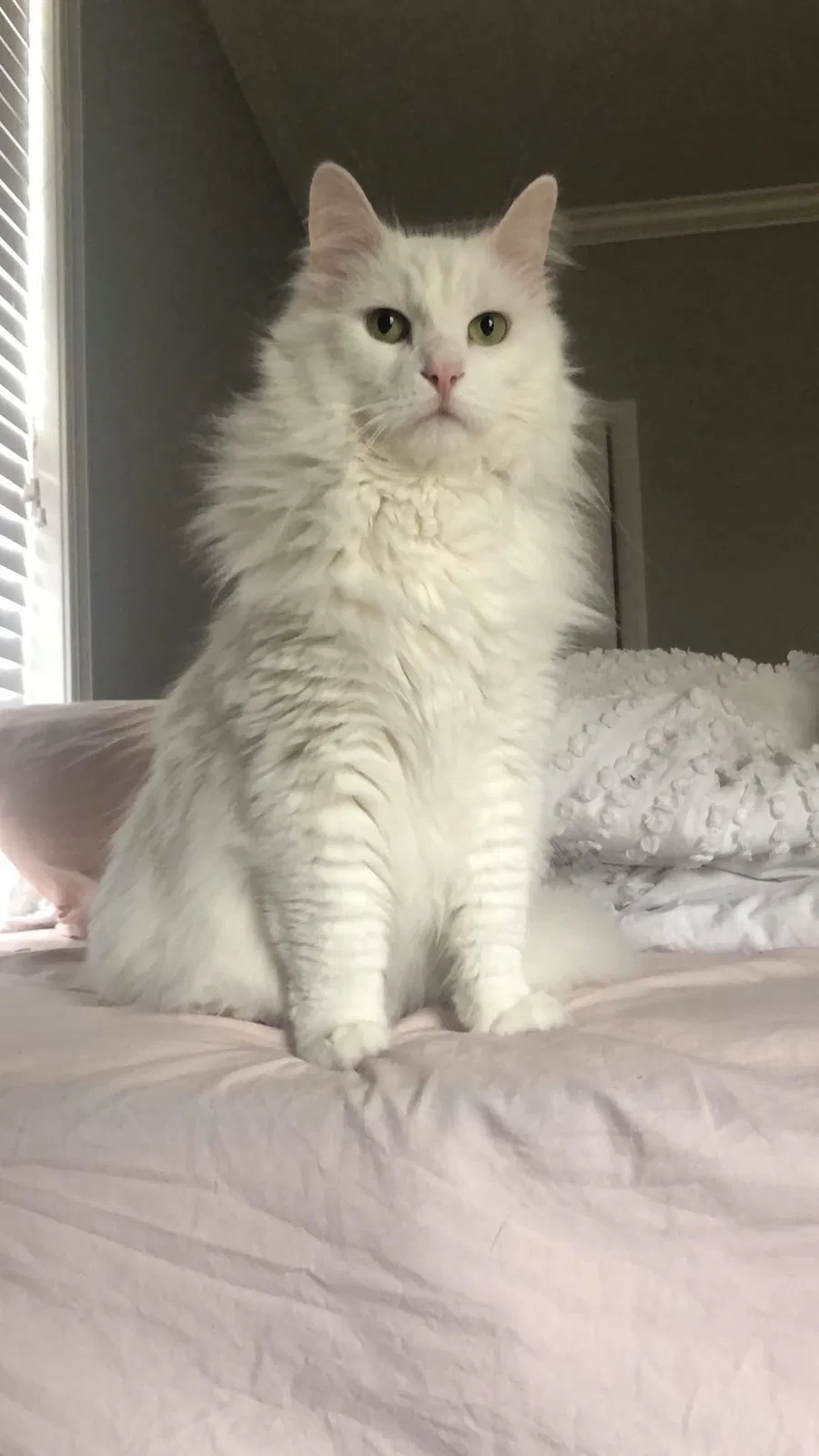 Lost cat in Wilmington, NC, 28403