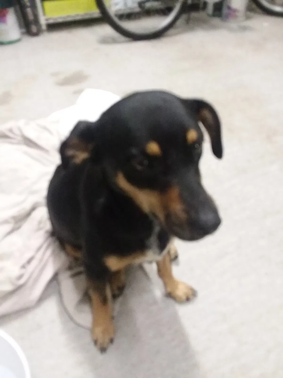 Found dog in Rogers, AR, 72756