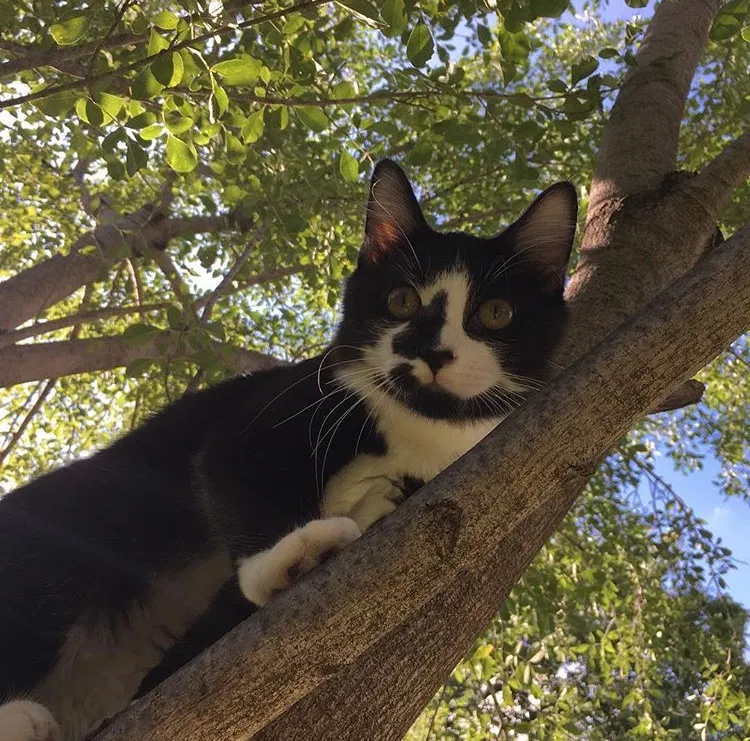 Lost cat in Carrollton, TX, 75006