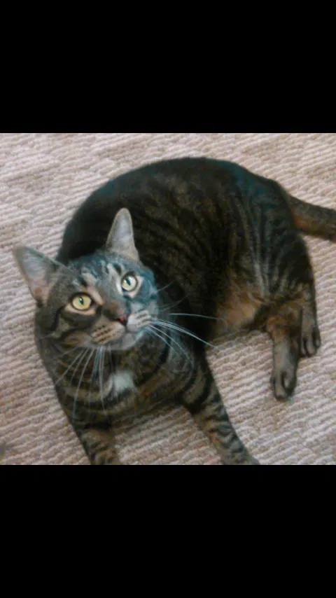 Lost cat in Clinton, TN, 37716