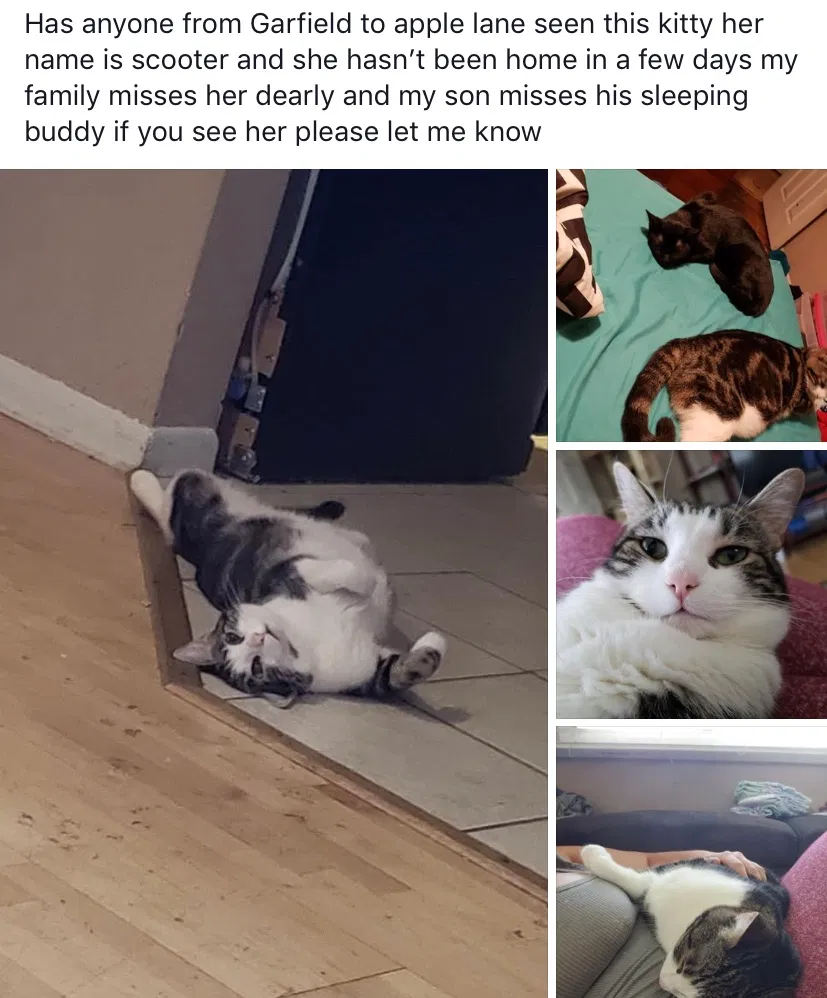 Lost cat in Milford, OH, 45150