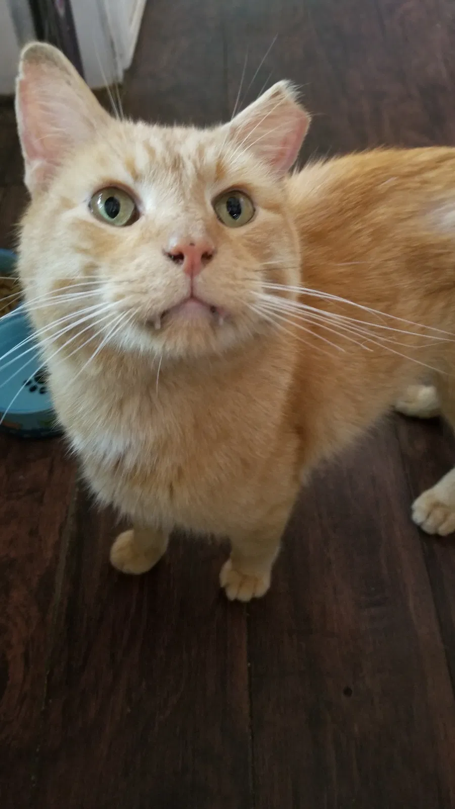 Lost cat in Larkspur, CO, 80118