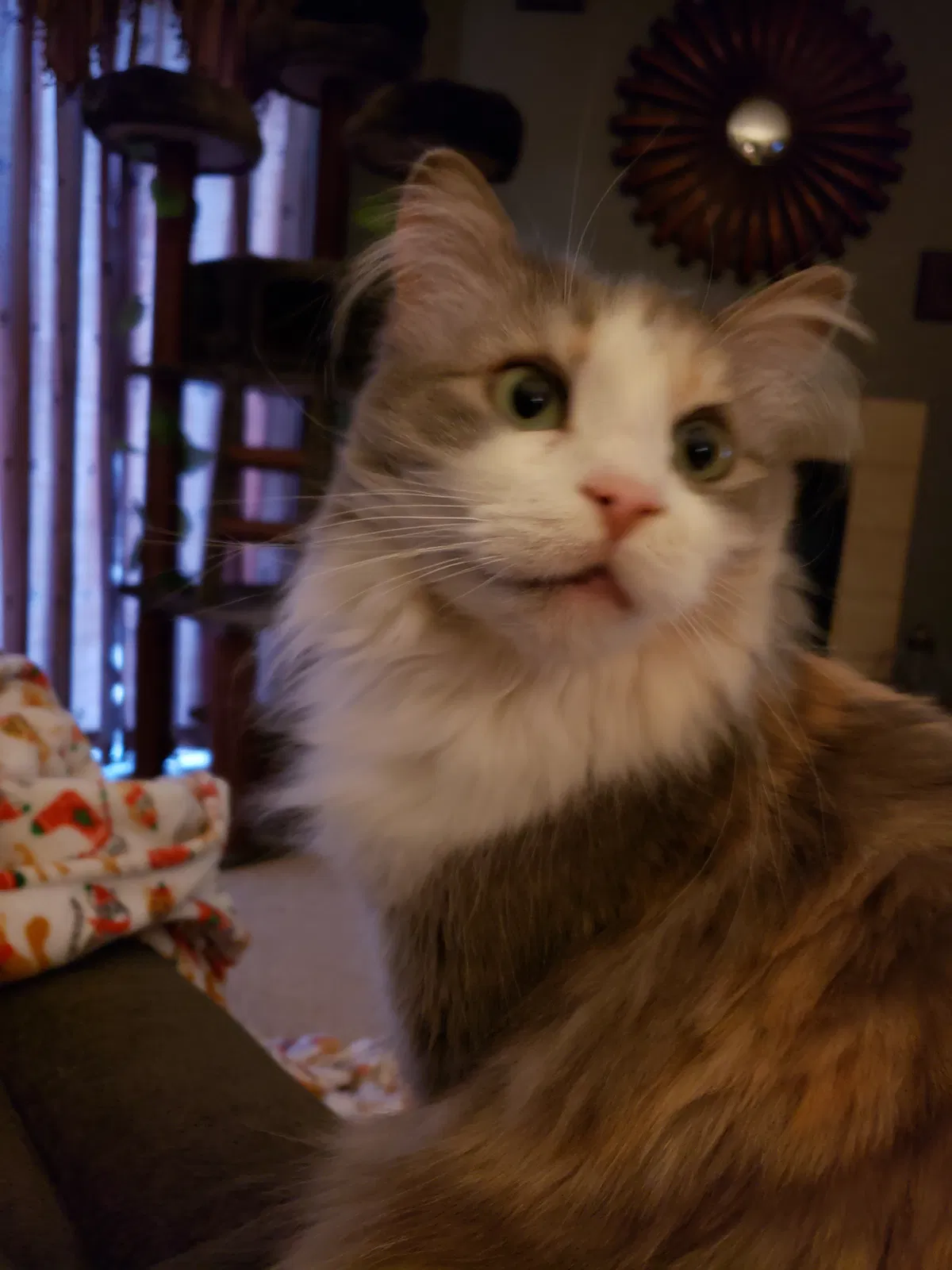 Lost cat in Monument, CO, 80132