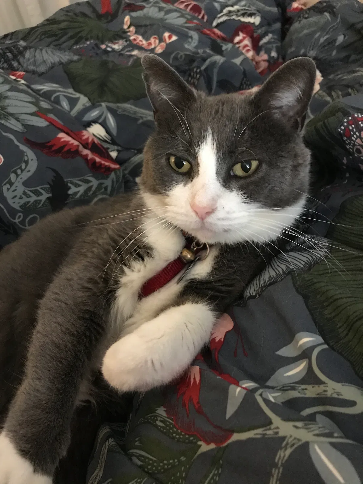 Lost cat in Oakland, CA, 94619