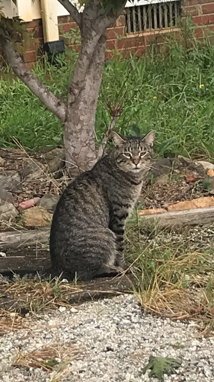 Lost cat in Greensboro, NC, 27410