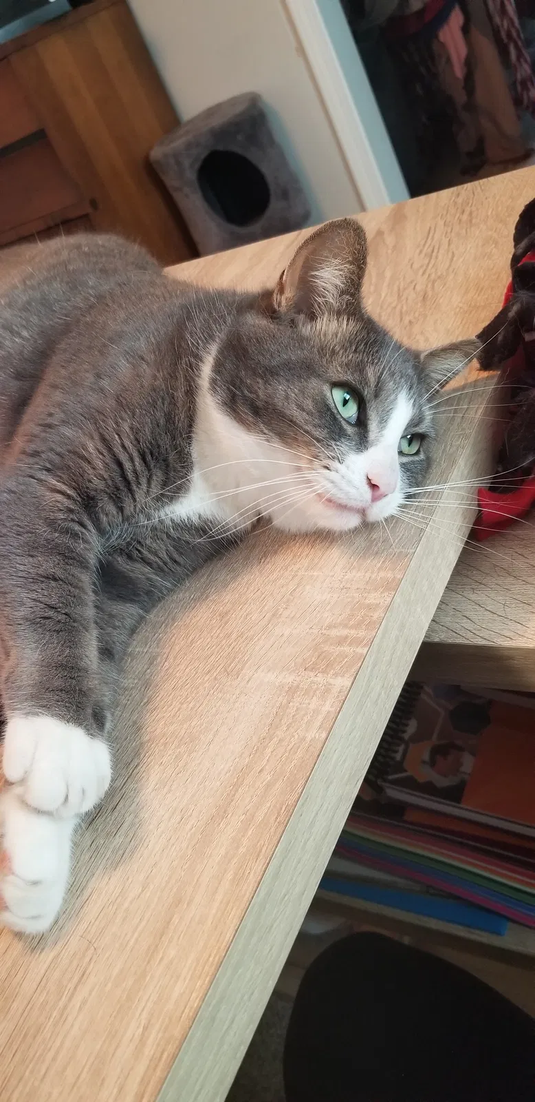 Lost cat in Cleveland, OH, 44134