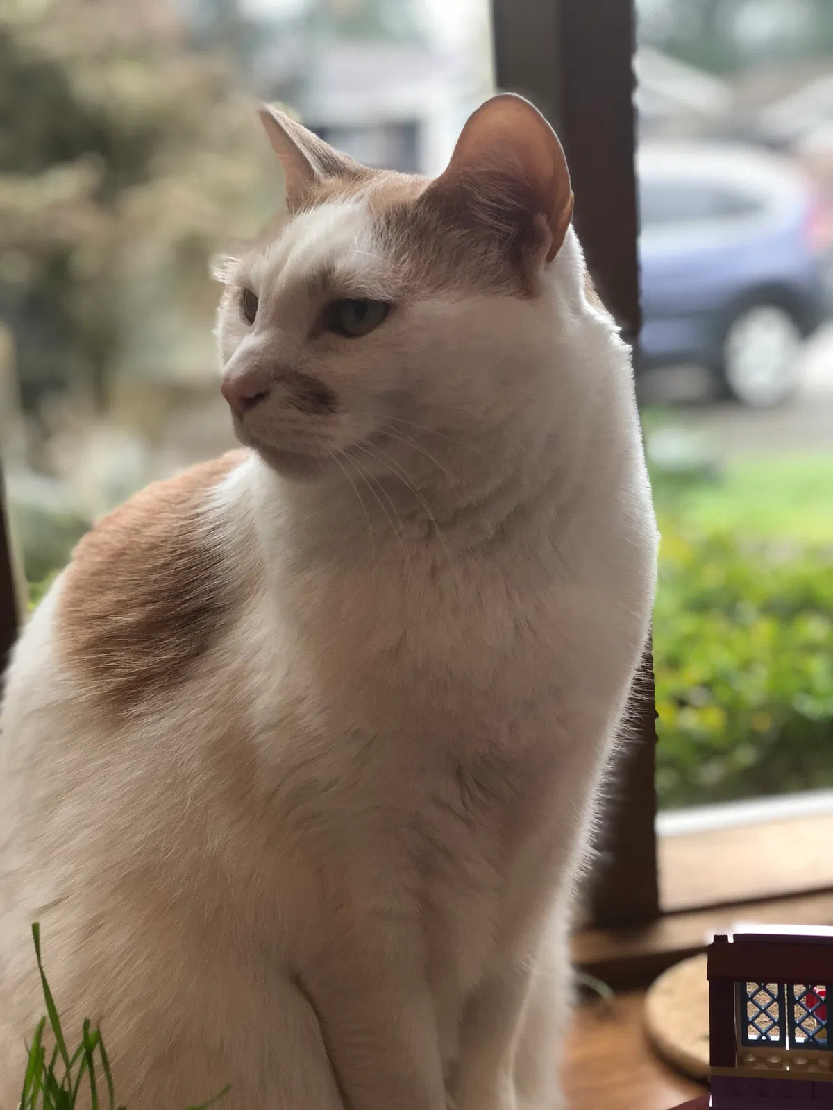 Lost cat in Bellevue, WA, 98005