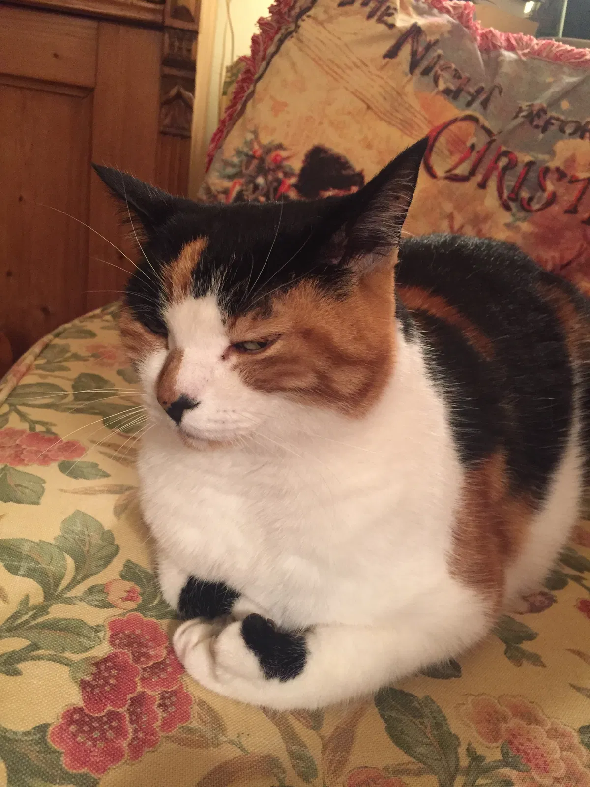 Lost cat in Los Altos, CA, 94024