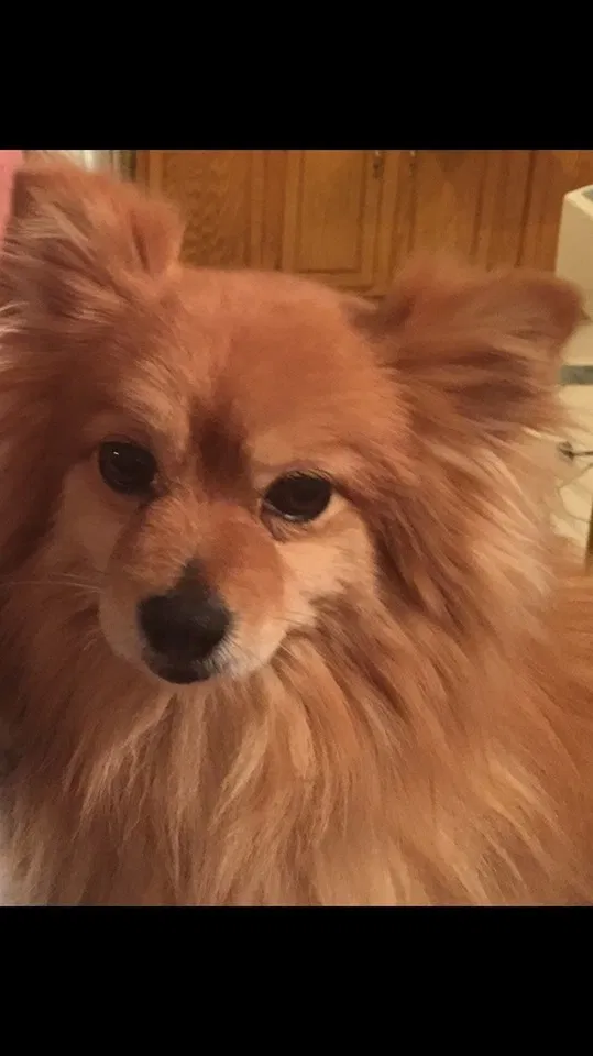 Lost dog in Detroit, MI, 48209
