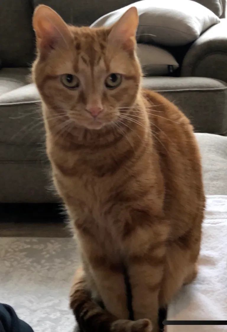 Lost cat in Grandville, MI, 49418