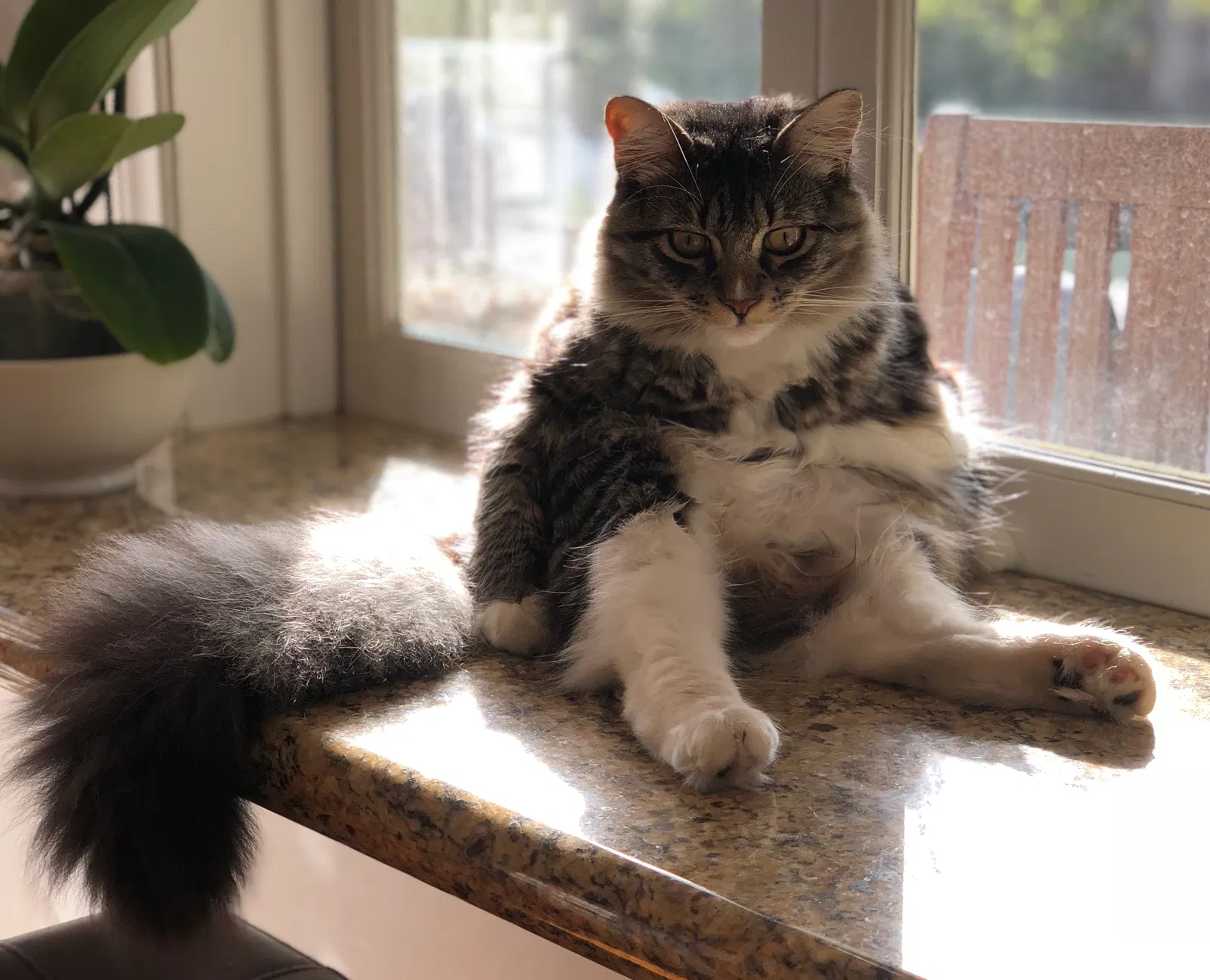 Lost cat in La Jolla, CA, 92037