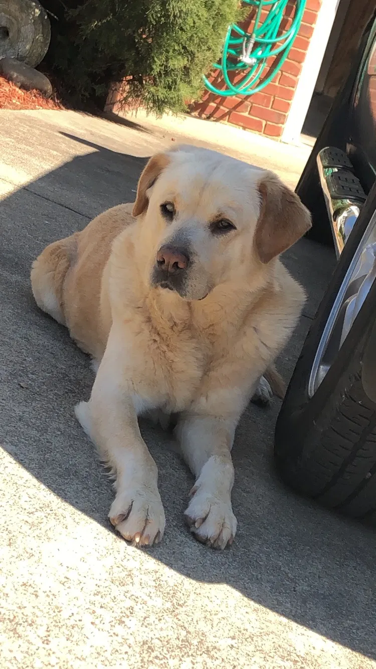Lost dog in Ooltewah, TN, 37363
